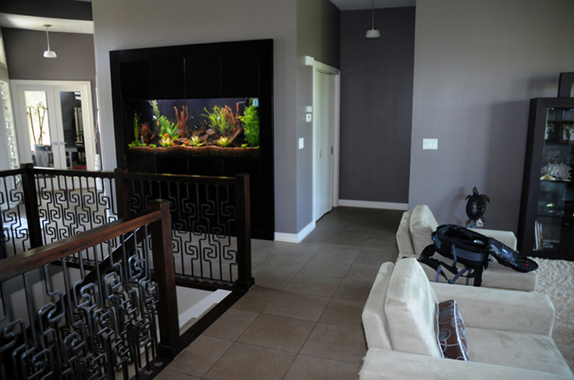 Planted freshwater aquarium in a private home