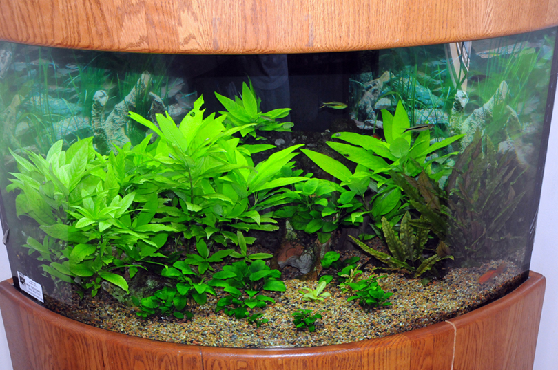 Freshwater aquarium installation