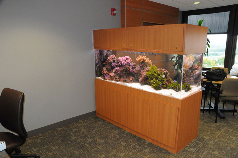 Custom aquarium installation