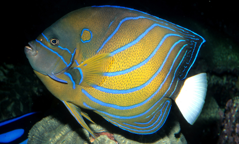 Blue-ring angelfish in a Reef Tectonics aquarium