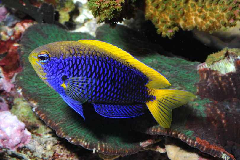 Marine fish portrait