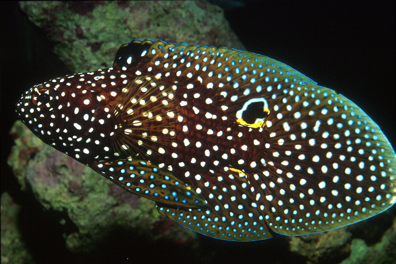 Comet grouper portrait