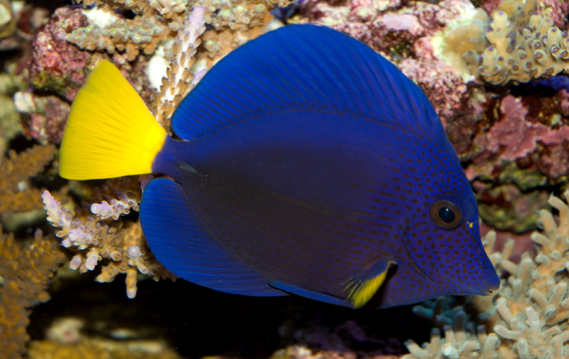 Marine fish portrait
